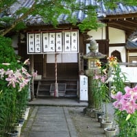 松尾寺のカサブランカ