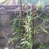 青紫蘇、植え替え