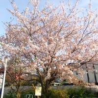 2024　桜巡り5　鎌倉