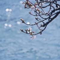 天満橋の桜