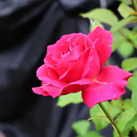 今朝の薔薇