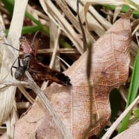 セイヨウミツバチが花粉を集めて