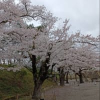 2023/04/10　桜咲く