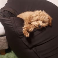 王様もダメになるクッション✨改め
