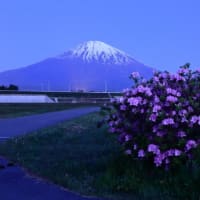 富士山　連続二日目なる早朝 田園散策... ( ^)o(^ )