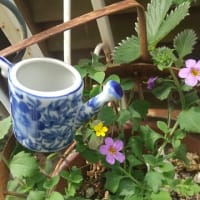こんなところに咲いて