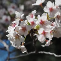 桜とチューリップの昭和記念公園を歩く