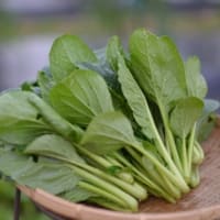 菜園で小松菜の収獲です