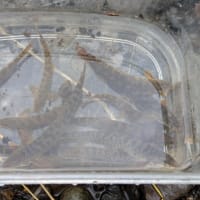 otosoto〜おとなのそとあそび「おとなの川あそび」