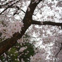 錦町公園の桜