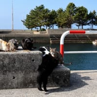 九州F島の猫たち　2025年4月　その1