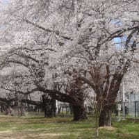 「軽井沢周辺」西軽井沢・医療センター・桜のトンネル～写真と短歌で綴る世界文化紀行