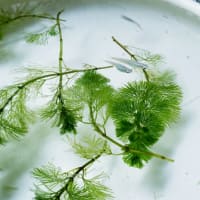 気泡