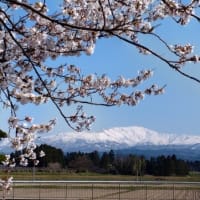 月山と桜　＆　夏スキー！