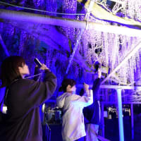 西寒多神社のライトアップ