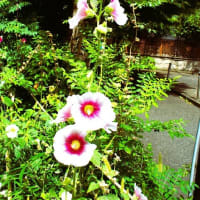 てっぺんまで咲いて梅雨明けた😊