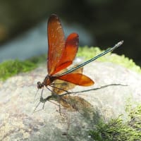 ミヤマカワトンボーその1