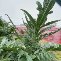 謎の巨大植物