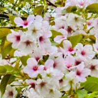 春のお花達