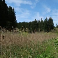 山に行ってきた
