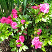 庭の草取り中のカタツムリ