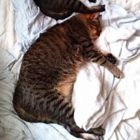 チマの日
