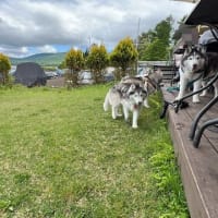 ドッグリゾートwoof