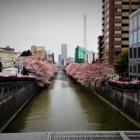 2016年4月　目黒川の桜