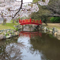 琴弾公園の桜