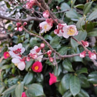 散歩道の花