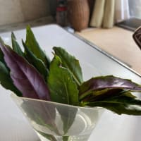 水前寺菜