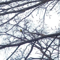 GW野鳥観察