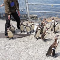 ペンギンちょっと海まで　３