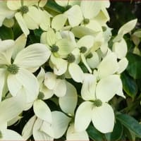 山法師が　山のように咲いてる♡