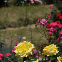 過去の写真～5月花風景　バラ 9