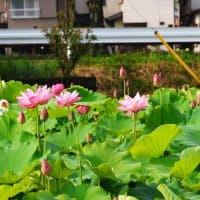 今朝早く、今川の花池に蓮の花の開花を見に行って来ました、通勤ラッシュに出会い、思う様に進まず、イライラ爺は、現地到着までに体力消耗為て、思う様に蓮の花と向き合え無かった。