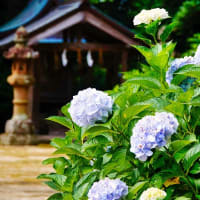 大神山神社本社の紫陽花