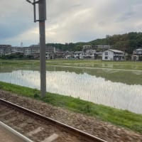 田んぼ