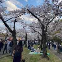 造幣局の通り抜けに行ってきました