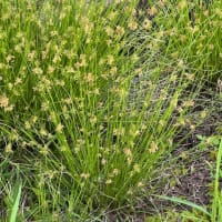 野生の花　　その４