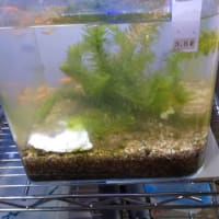 楊貴妃メダカが孵化して21日目に Gooブログはじめました 楊貴妃メダカが孵化して21日目に Gooブログはじめました