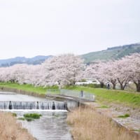 しあわせの桜並木～うきは市流川
