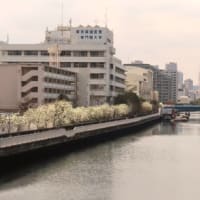花散歩・モクレン：汐浜運河～東葛西