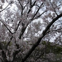 春ですね・・・