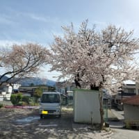 2021.04.02（金）　育心寮の桜