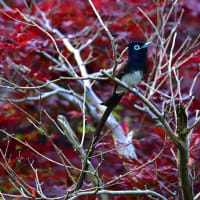 サンコウチョウ