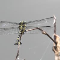 ウチワヤンマ
