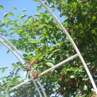 午前体操、午後お菓子受け取り他