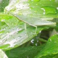 庭の様子・・・ニガウリ🥒