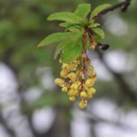 6月14日　”梅雨の頃「花」と「眺望」・「地形」を楽しむ観察会～赤城山地蔵岳・小沼・長七郎山を歩く～”　は無事終了しました